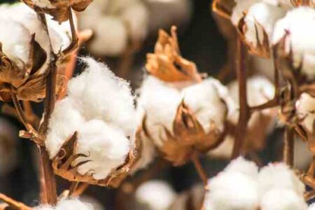 Tannin Mordant Recipe for Dyeing Plant Fiber Image